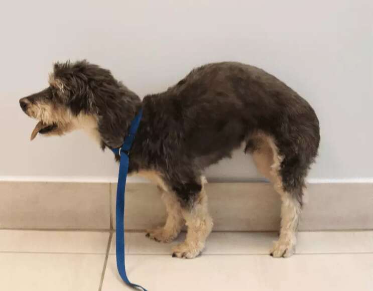 Problema na coluna não dá só em gente e cães sofrem com o problema