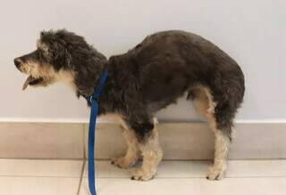 Problema na coluna não dá só em gente e cães sofrem com o problema Problema na coluna não dá só em gente e cães sofrem com o problema