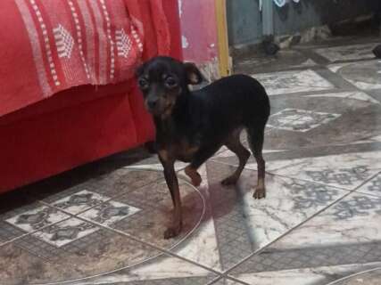 Crian&ccedil;a tem at&eacute; febre ap&oacute;s sumi&ccedil;o de pinscher no S&atilde;o Conrado