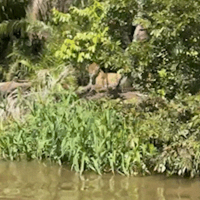 Durante pesca, empres&aacute;rio encontra on&ccedil;a e "se arrepia" com beleza do animal