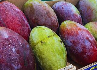 Oferta reduzida eleva custo de frutas na Ceasa, com alta de mam&atilde;o e manga