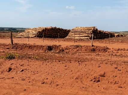Planta&ccedil;&otilde;es de eucalipto ser&atilde;o investigadas ap&oacute;s impacto em 400 nascentes