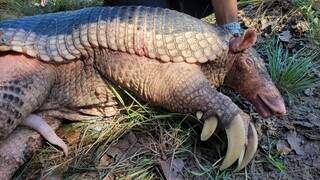 Pesquisa no Pantanal avança para desvendar a reprodução do tatu-canastra Pesquisa no Pantanal avança para desvendar a reprodução do tatu-canastra