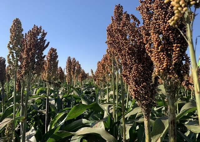 Mercosul define novas exig&ecirc;ncias para importa&ccedil;&atilde;o e exporta&ccedil;&atilde;o de sorgo