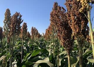 Mercosul define novas exigências para importação e exportação de sorgo Mercosul define novas exigências para importação e exportação de sorgo