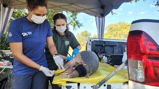 Pesquisa no Pantanal avança para desvendar a reprodução do tatu-canastra Pesquisa no Pantanal avança para desvendar a reprodução do tatu-canastra