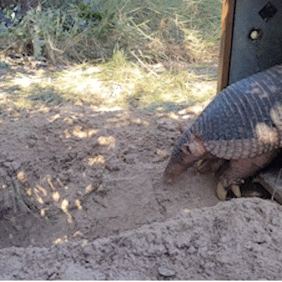 Pesquisa no Pantanal avan&ccedil;a para desvendar a reprodu&ccedil;&atilde;o do tatu-canastra
