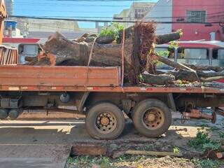 Enquanto falta maquinário, 300 pedidos para remover árvore tramitam na Capital Enquanto falta maquinário, 300 pedidos para remover árvore tramitam na Capital