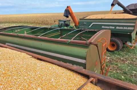 MS mant&eacute;m 5&ordf; posi&ccedil;&atilde;o na produ&ccedil;&atilde;o de gr&atilde;os em safra recorde do pa&iacute;s