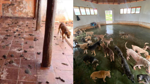 Minist&eacute;rio P&uacute;blico pede fim de ONG animal e cita R$ 16 mil gastos com iFood