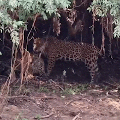 Solit&aacute;rias por natureza, on&ccedil;as surpreendem com momento de afeto