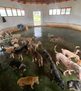 ONG terá 10 meses para encontrar lar para 73 animais antes de fechar ONG terá 10 meses para encontrar lar para 73 animais antes de fechar