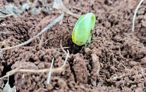 El Ni&ntilde;o acende alerta para in&iacute;cio do plantio da soja em Mato Grosso do Sul