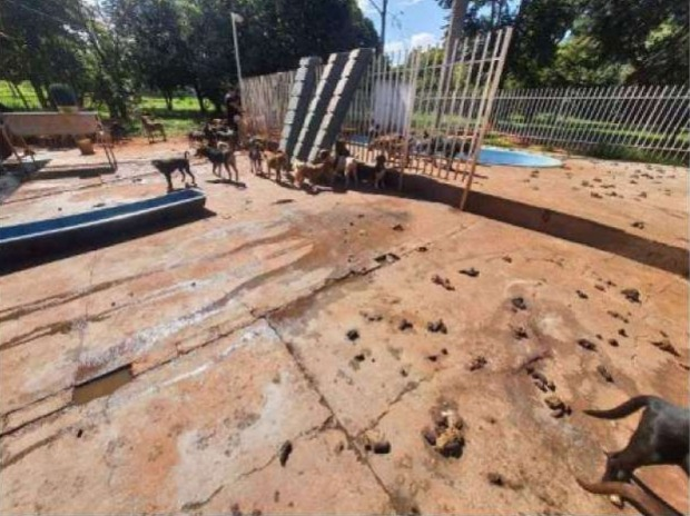 ONG ter&aacute; 10 meses para encontrar lar para 73 animais antes de fechar