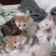 Olha a carinha deles! Feira de ado&ccedil;&atilde;o busca lar para 16 gatos