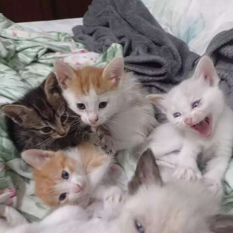 Olha a carinha deles! Feira de ado&ccedil;&atilde;o busca lar para 16 gatos