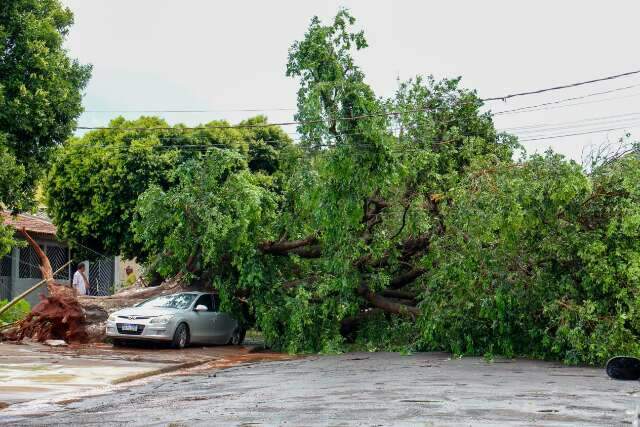 Efeitos do El Ni&ntilde;o amea&ccedil;am aumentar queda de &aacute;rvores e temporais na Capital