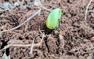 El Niño acende alerta para início do plantio da soja em Mato Grosso do Sul El Niño acende alerta para início do plantio da soja em Mato Grosso do Sul