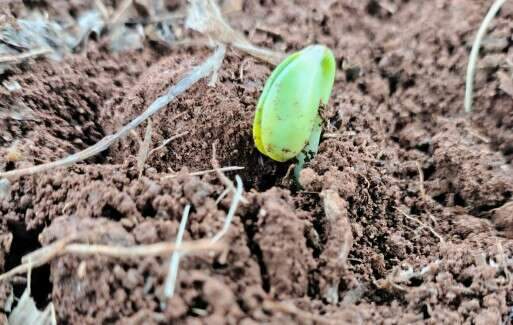 El Ni&ntilde;o acende alerta para in&iacute;cio do plantio da soja em Mato Grosso do Sul