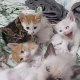 Olha a carinha deles! Feira de adoção busca lar para 16 gatos Olha a carinha deles! Feira de adoção busca lar para 16 gatos