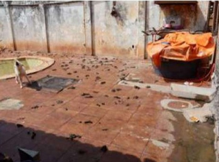 ONG terá 10 meses para encontrar lar para 73 animais antes de fechar ONG terá 10 meses para encontrar lar para 73 animais antes de fechar