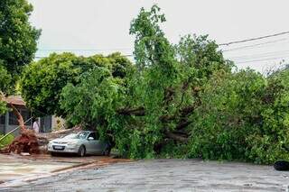 Efeitos do El Niño ameaçam aumentar queda de árvores e temporais na Capital Efeitos do El Niño ameaçam aumentar queda de árvores e temporais na Capital