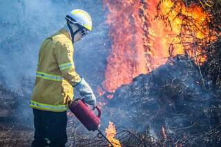 Pantanal tem alta de 770% na área queimada e MS entra em alerta para incêndios Pantanal tem alta de 770% na área queimada e MS entra em alerta para incêndios