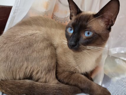 Fam&iacute;lia oferece R$ 1,5 mil para quem encontrar gato siam&ecirc;s desaparecido