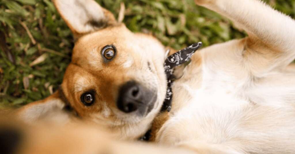 Julho Dourado alerta para prevenção da saúde de cães e gatos