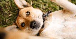 Julho Dourado alerta para prevenção da saúde de cães e gatos Julho Dourado alerta para prevenção da saúde de cães e gatos