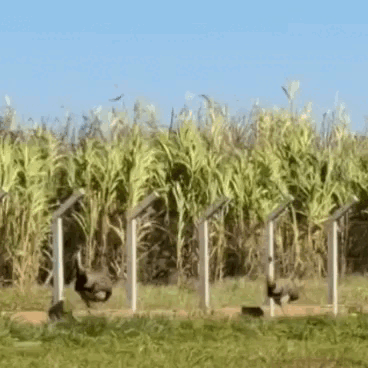 Imura foi flagrado andando na calçada de Campo Grande