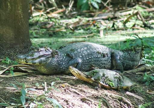 Jacar&eacute; reaparece e divide &aacute;rea verde do Oliveira com c&aacute;gado e soc&oacute;-boi