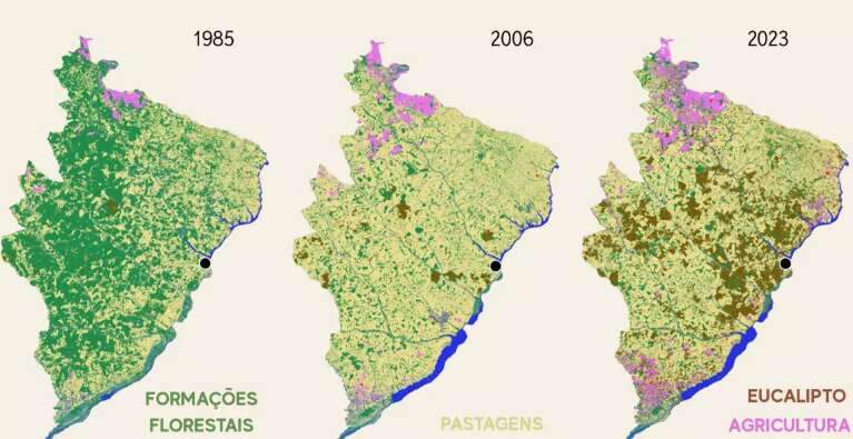 &Ecirc;xodo rural, fauna e abelhas sentem avan&ccedil;o dos eucaliptais em Mato Grosso do Sul