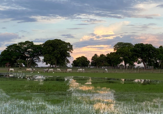 Pantanal que quase ninguém contou está nas memórias de 26 mulheres Pantanal que quase ninguém contou está nas memórias de 26 mulheres