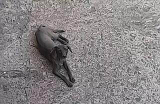 Cachorro segue preso no Córrego Segredo após tentativa de resgate Cachorro segue preso no Córrego Segredo após tentativa de resgate