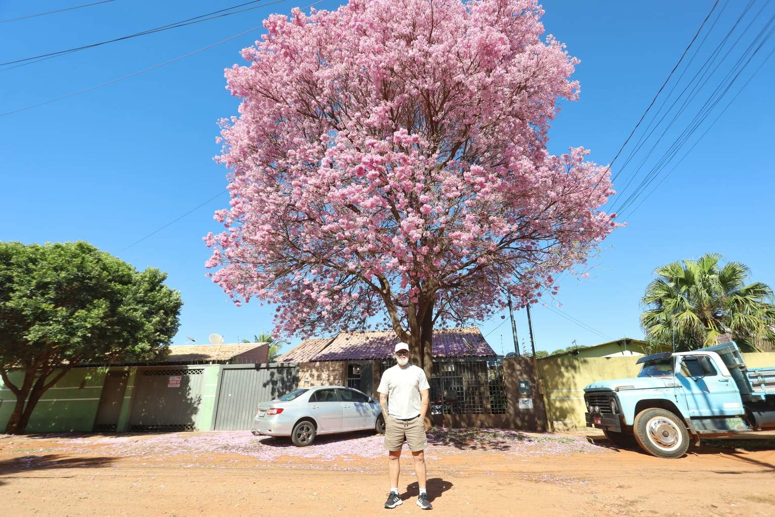 Ipê Florido Transforma Rua em Atração Turística Inesperada