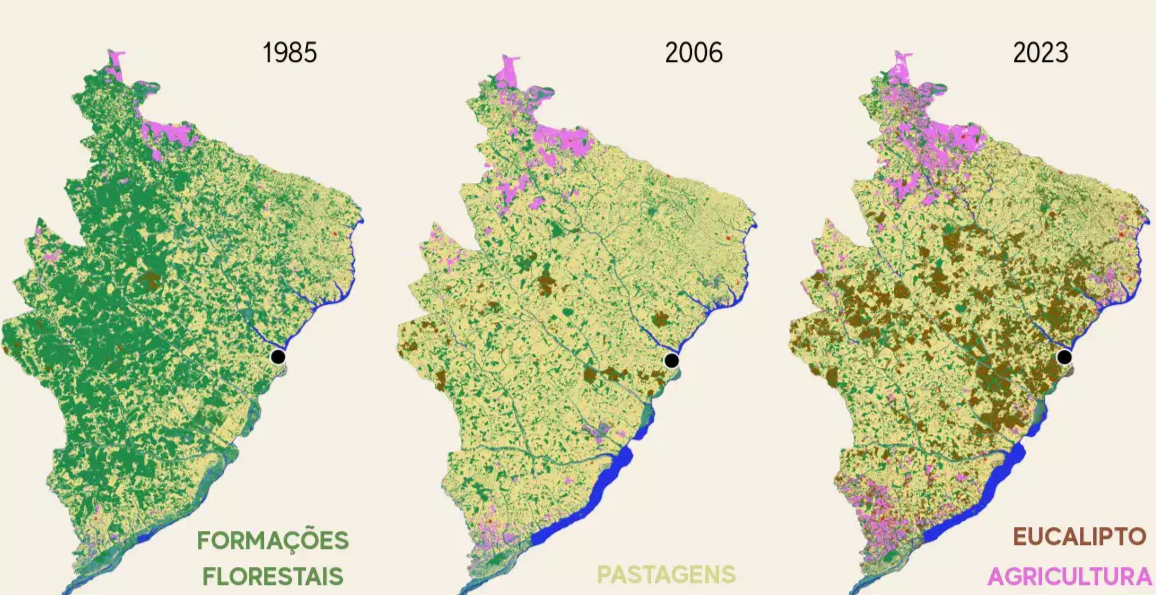 Eucaliptos transformam paisagem e vida no MS