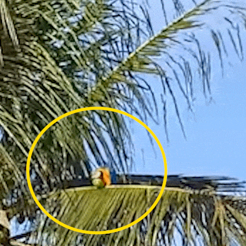 Araras-canind&eacute; fazem festa ao beber &aacute;gua de coco direto da fruta
