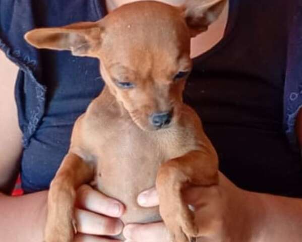 Fam&iacute;lia oferece recompensa para quem encontrar o pinscher Theo