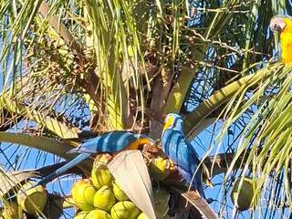 Araras-canindé fazem festa ao beber água de coco direto da fruta Araras-canindé fazem festa ao beber água de coco direto da fruta