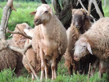Leite pode ampliar rebanho e salvar animal pantaneiro amea&ccedil;ado de extin&ccedil;&atilde;o