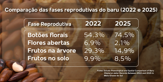 Pesquisa identifica alterações nas fases reprodutivas do baru em MS Pesquisa identifica alterações nas fases reprodutivas do baru em MS