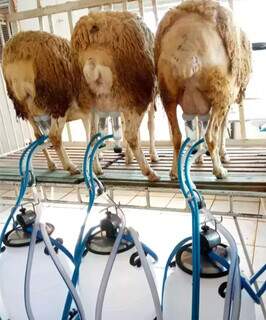 Leite pode ampliar rebanho e salvar animal pantaneiro ameaçado de extinção Leite pode ampliar rebanho e salvar animal pantaneiro ameaçado de extinção