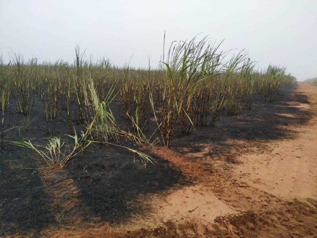 Justi&ccedil;a manda usina recuperar 123 hectares incendiados por colheitadeira
