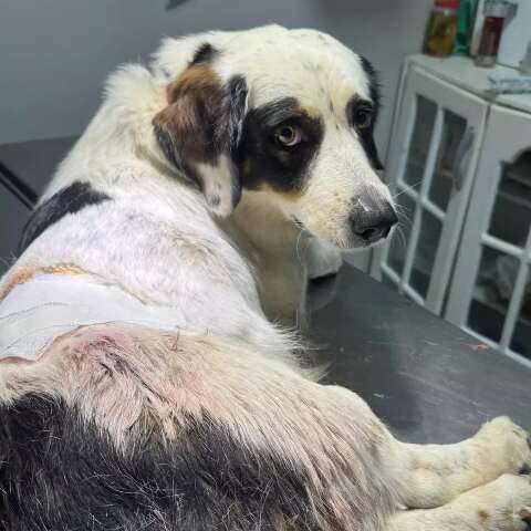 Durante fuga da pol&iacute;cia, suspeito invade casa e atira 2 vezes em cachorro