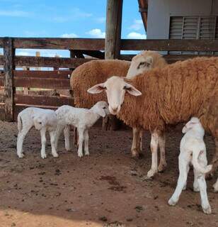 Leite pode ampliar rebanho e salvar animal pantaneiro ameaçado de extinção Leite pode ampliar rebanho e salvar animal pantaneiro ameaçado de extinção