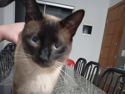 Tutor oferece R$ 3 mil para encontrar gato desaparecido no Rita Vieira