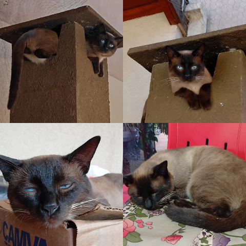 Tutor dobra recompensa para encontrar gato siam&ecirc;s no Rita Vieira