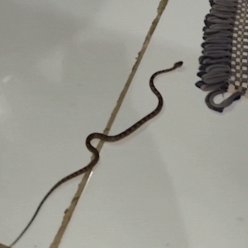 Morador encontra jararaca em quarto, serpente que mais causa acidentes no Pa&iacute;s