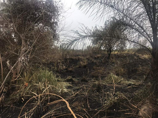Justiça manda usina recuperar 123 hectares incendiados por colheitadeira Justiça manda usina recuperar 123 hectares incendiados por colheitadeira